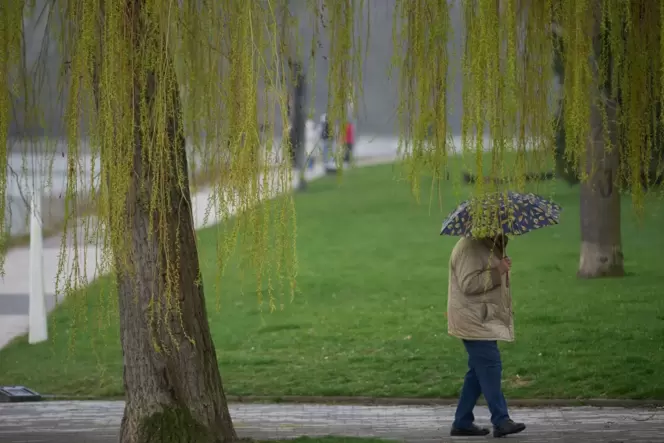 Ein Mann spaziert bei Regen durch die Koblenzer Rheinanlagen