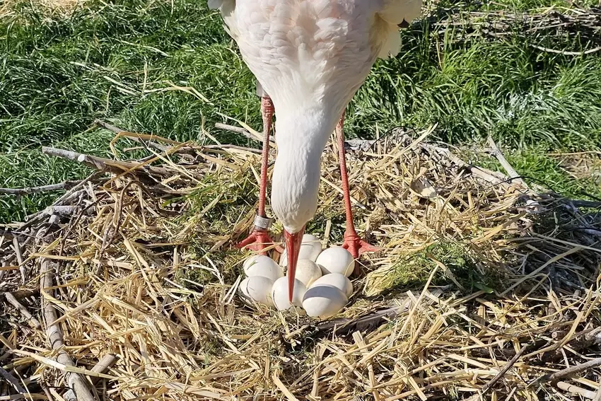 Die Eier im neuen Nest des Storchenzentrums in Bornheim.